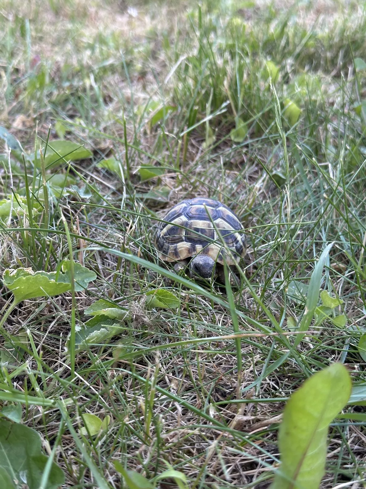 Kleine Landschildkröte im Gras in Leonberg gefunden