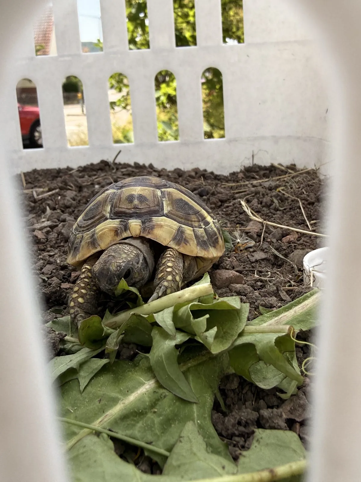 Gerettete Landschildkröte frisst frischen Löwenzahn